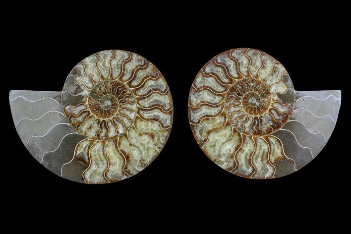 Agate Replaced Ammonite Fossil - Madagascar #166947